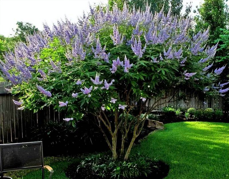 旱金莲种子种植方法