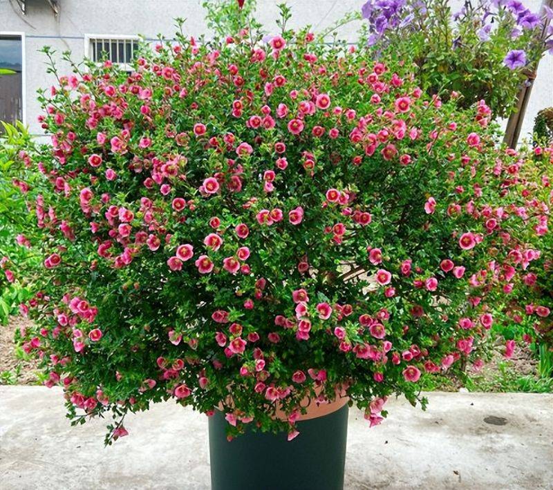 旱金莲种子种植方法