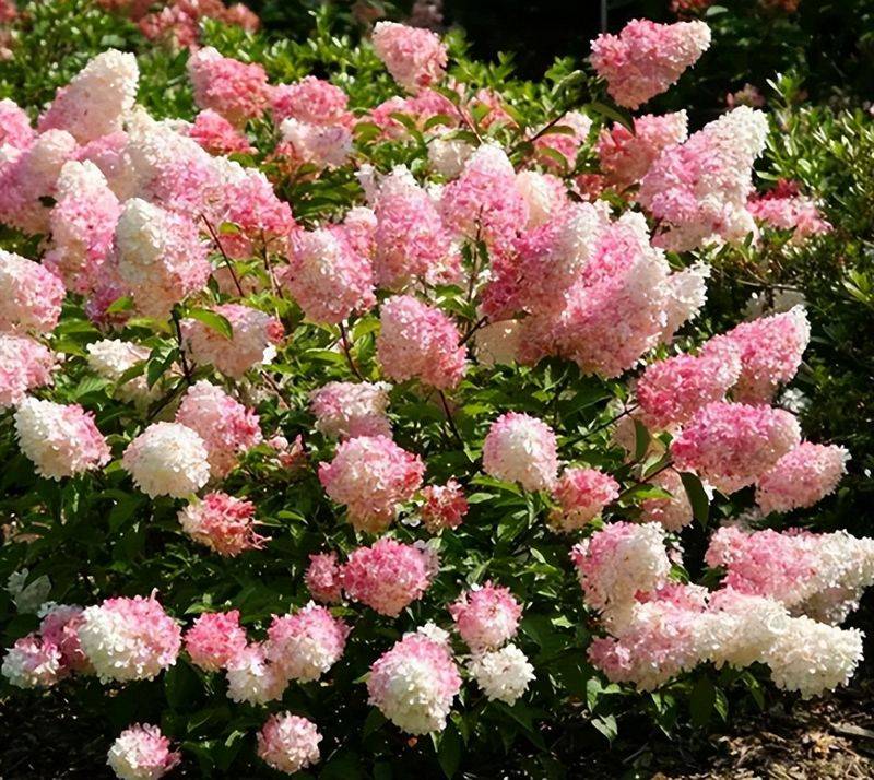 旱金莲种子种植方法