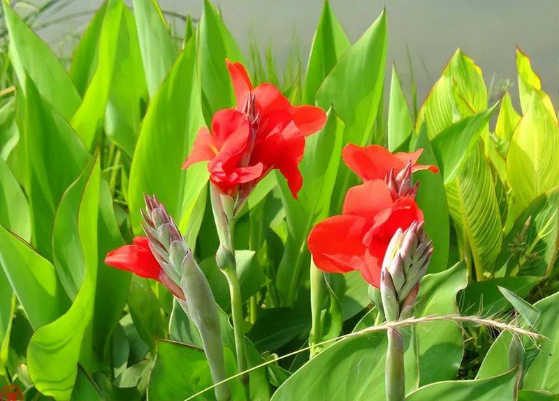 旱金莲种子种植方法