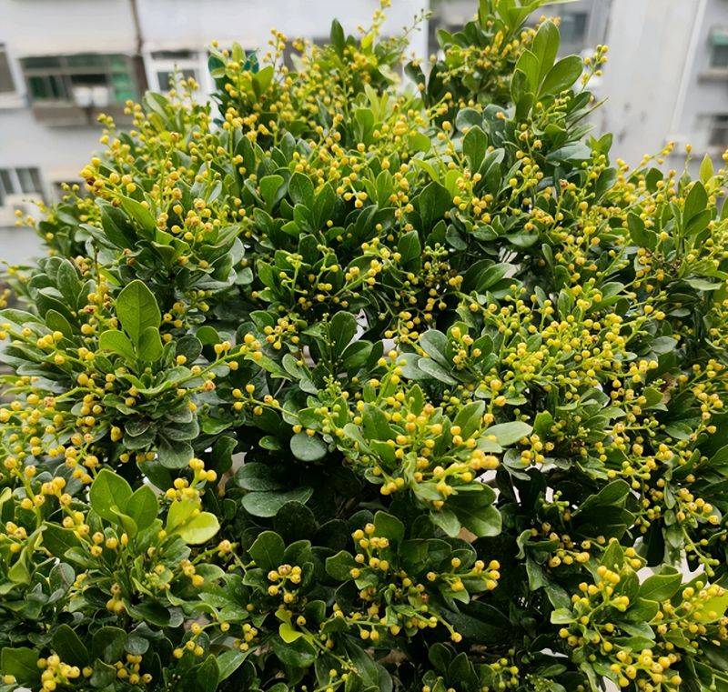 旱金莲种子种植方法