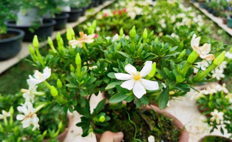 旱金莲种子种植方法