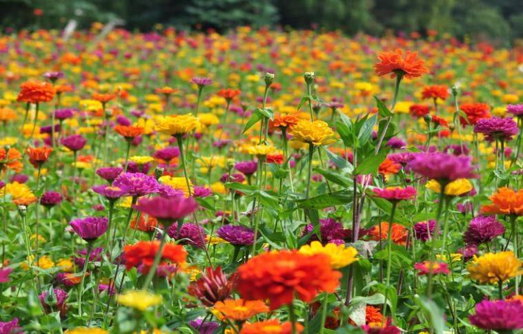 旱金莲种子种植方法