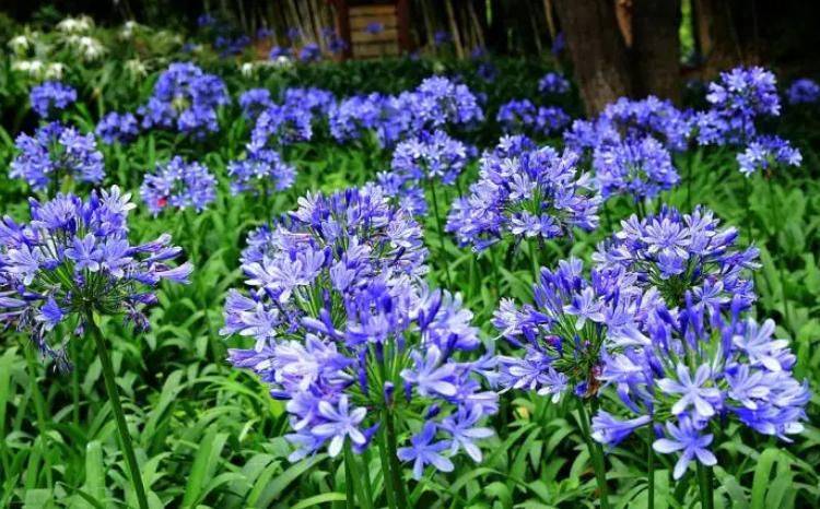 旱金莲种子种植方法