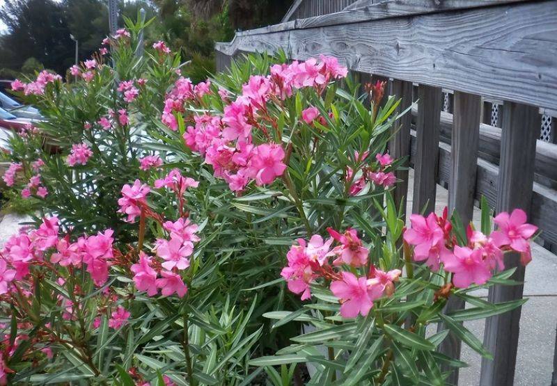 旱金莲种子种植方法