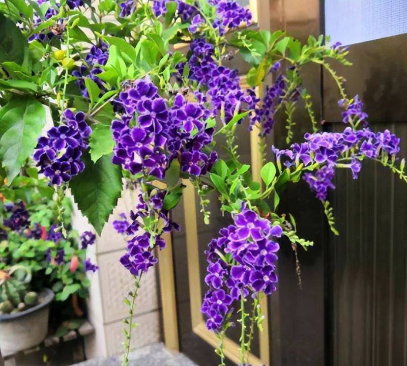 旱金莲种子种植方法