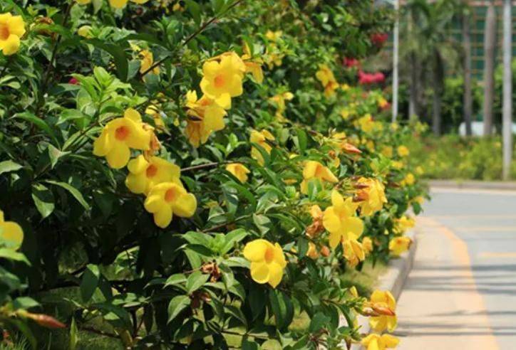 旱金莲种子种植方法