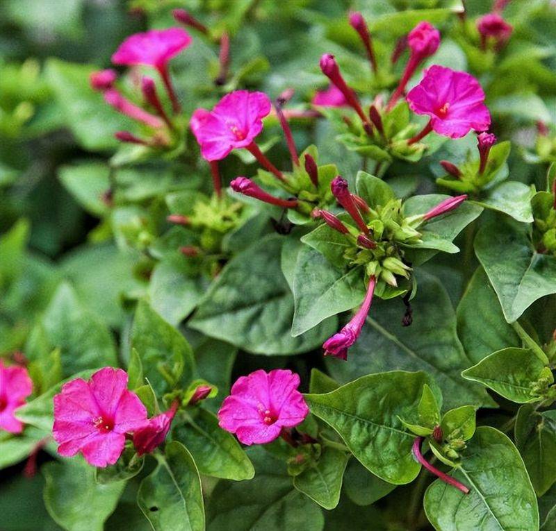 旱金莲种子种植方法