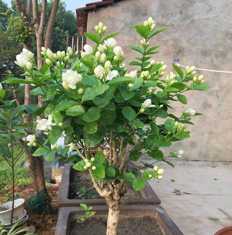 旱金莲种子种植方法