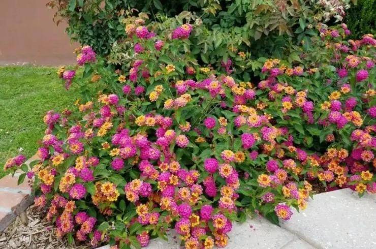 旱金莲种子种植方法