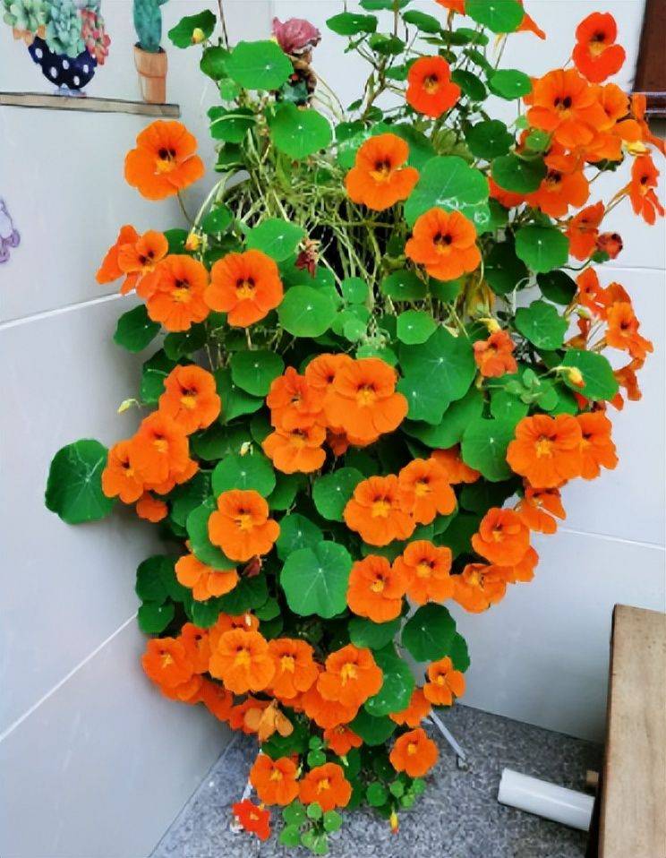 旱金莲种子种植方法