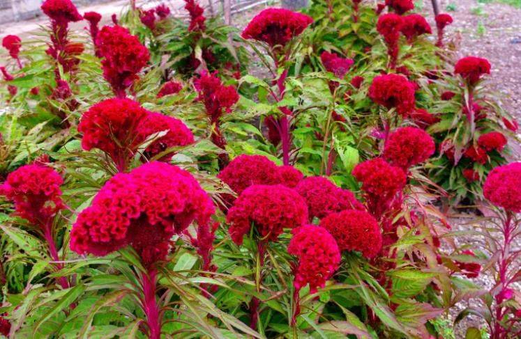 旱金莲种子种植方法