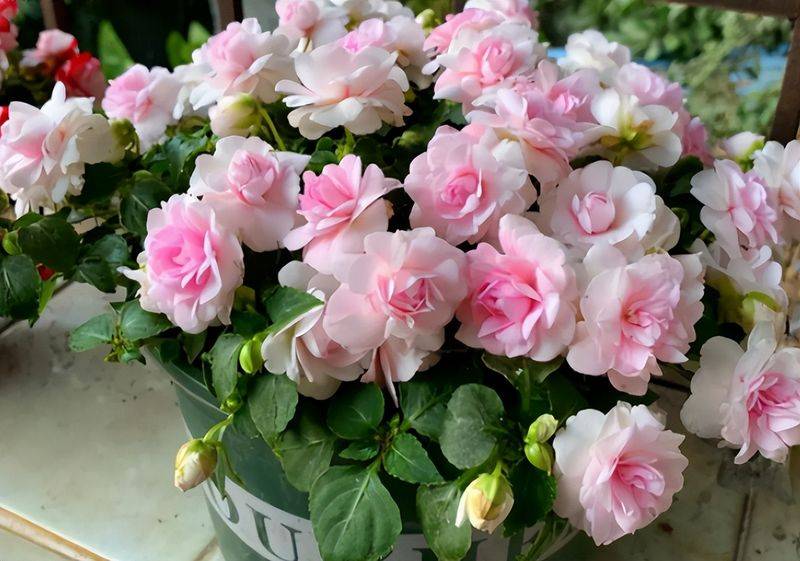 旱金莲种子种植方法