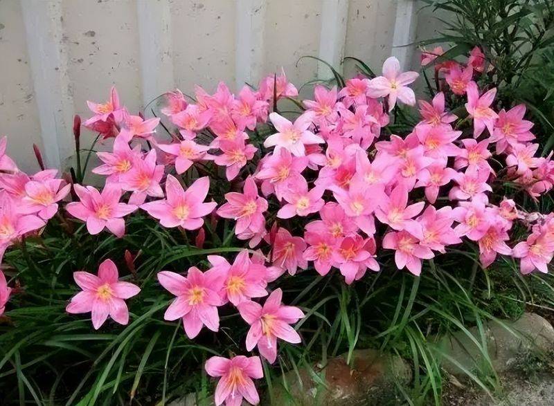 旱金莲种子种植方法