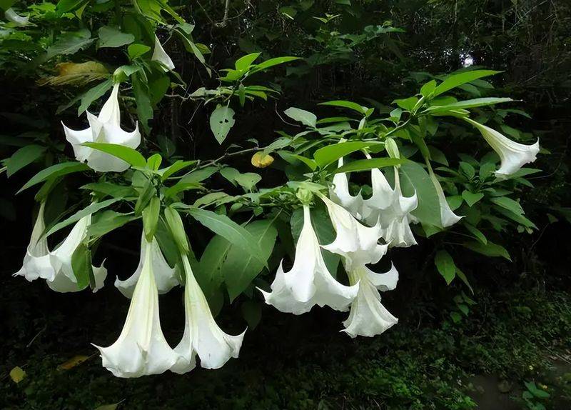 旱金莲种子种植方法