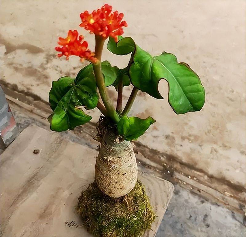 旱金莲种子种植方法