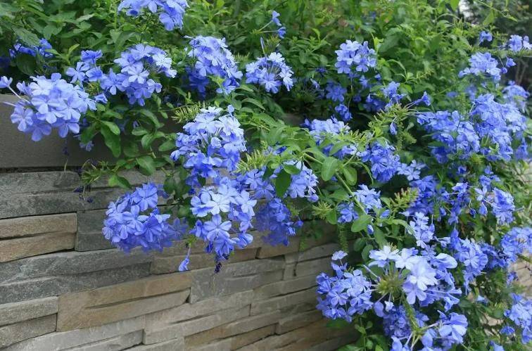 旱金莲种子种植方法