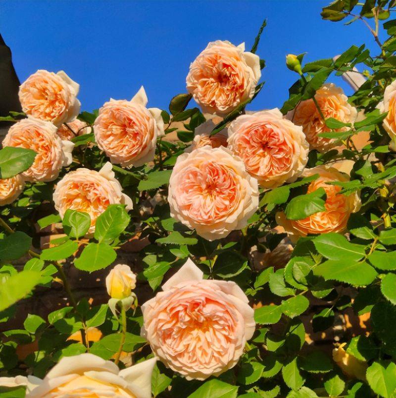 旱金莲种子种植方法