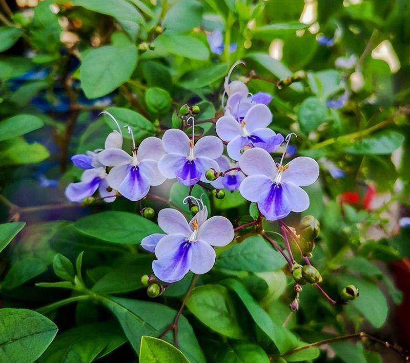 旱金莲种子种植方法