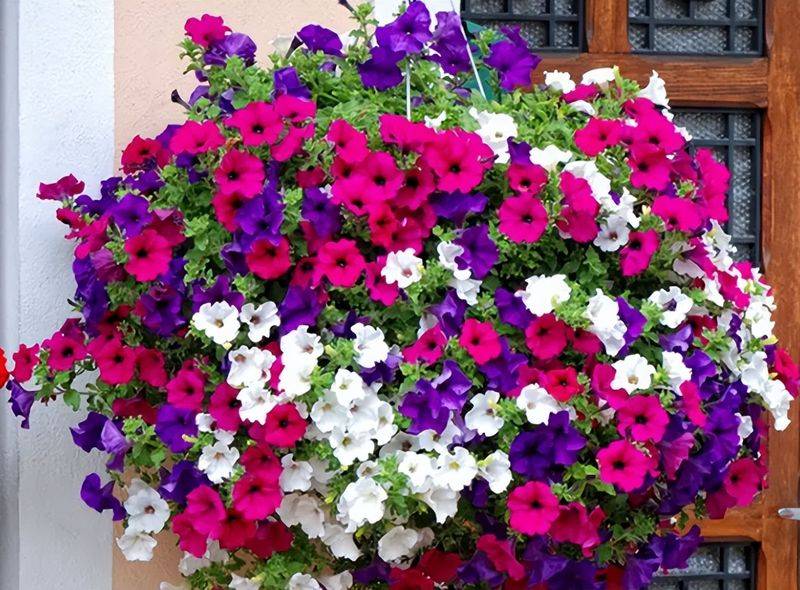 旱金莲种子种植方法