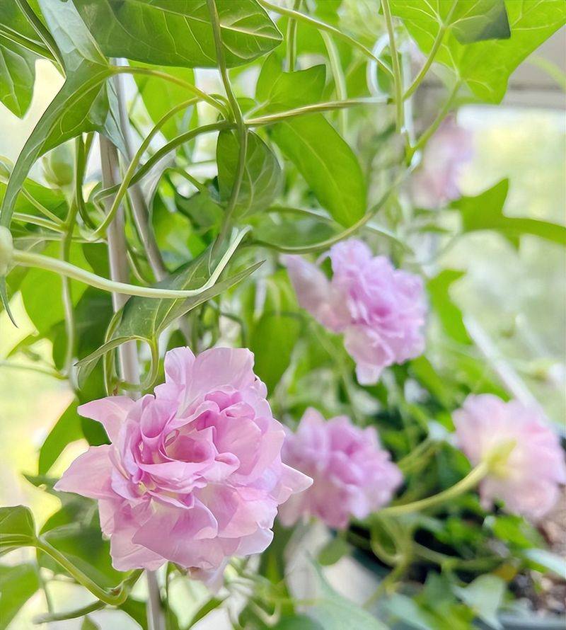 旱金莲种子种植方法