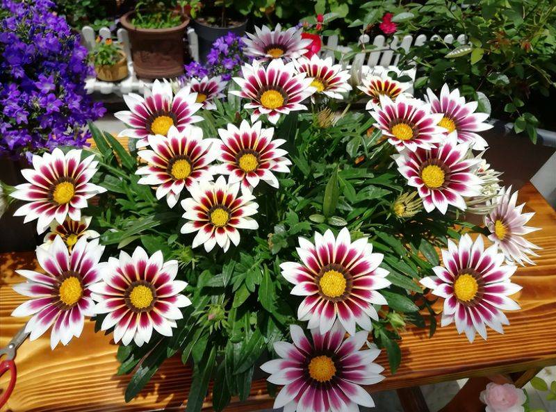 旱金莲种子种植方法