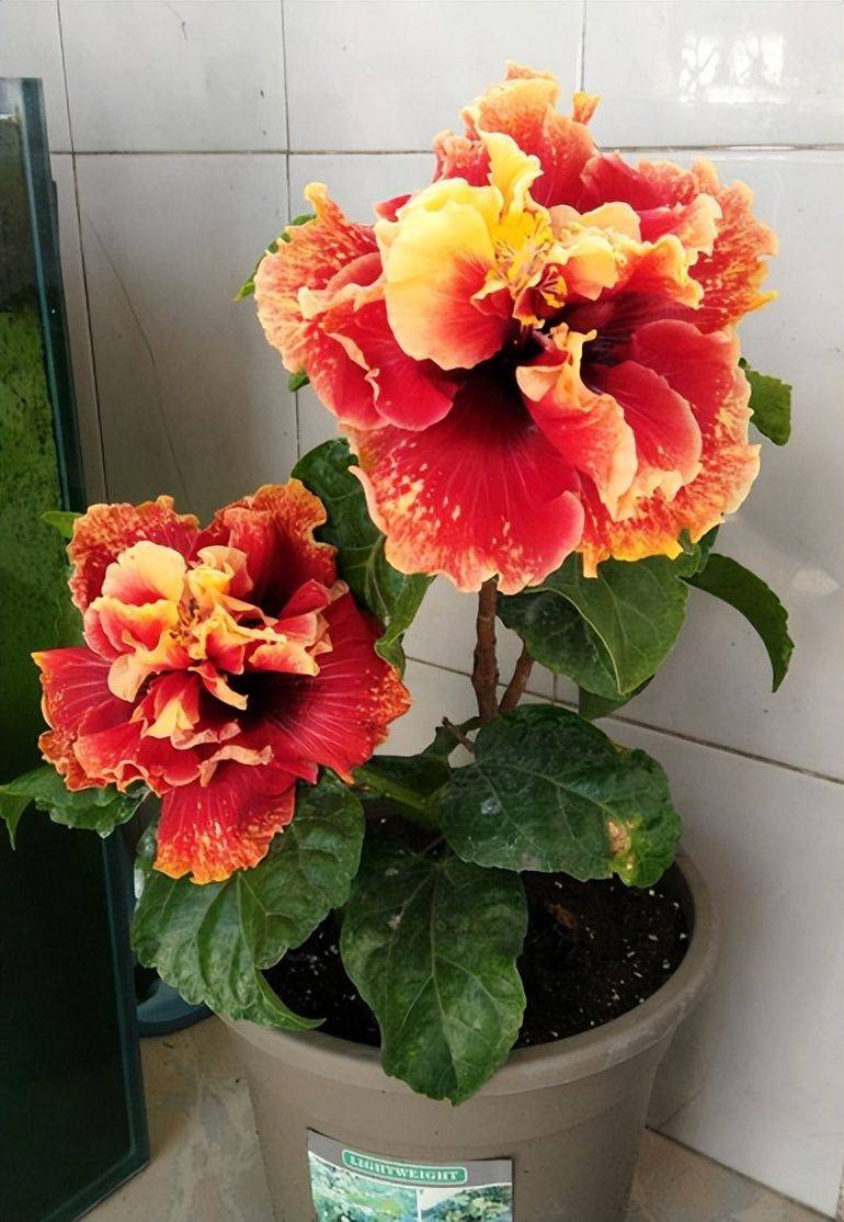 旱金莲种子种植方法