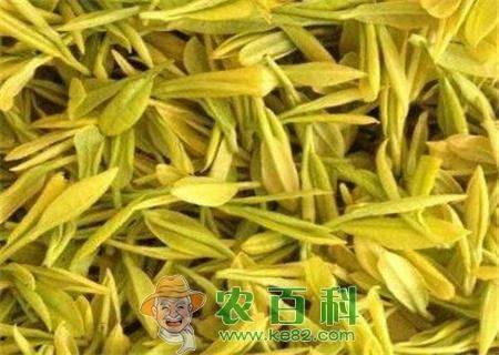 黄金芽茶叶市场价格2万元一斤！种植前景如何？哪些地方有种植？