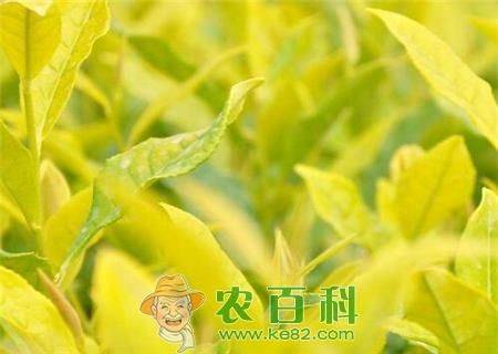 一斤黄金芽茶叶多少钱
