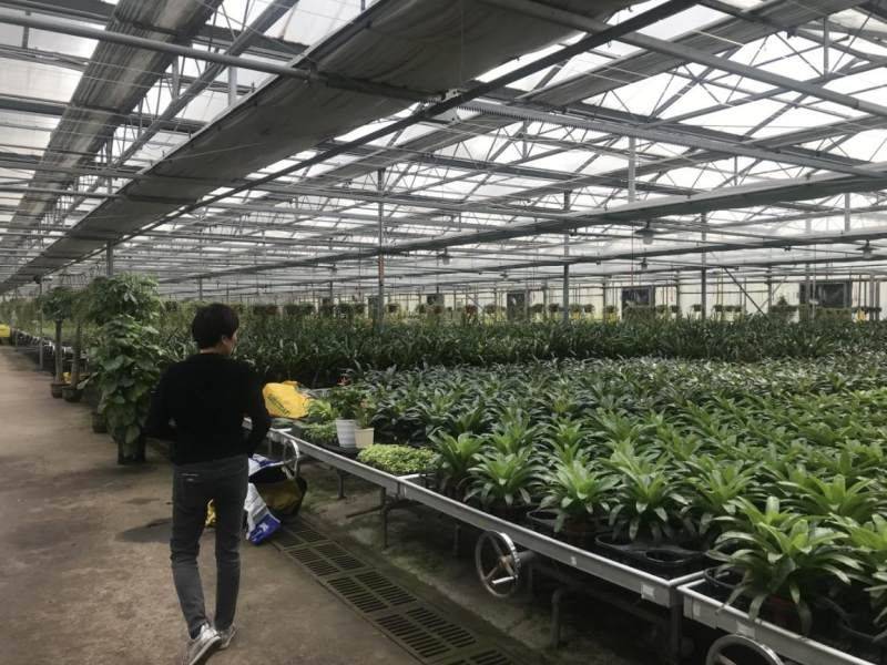 花卉盆栽蔬菜种植技术