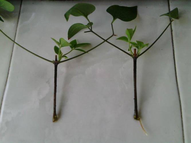 铁线莲的扦插方法