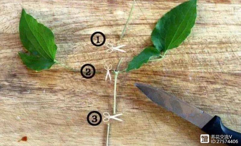 铁线莲种植方法