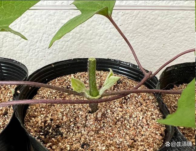 铁线莲种植方法