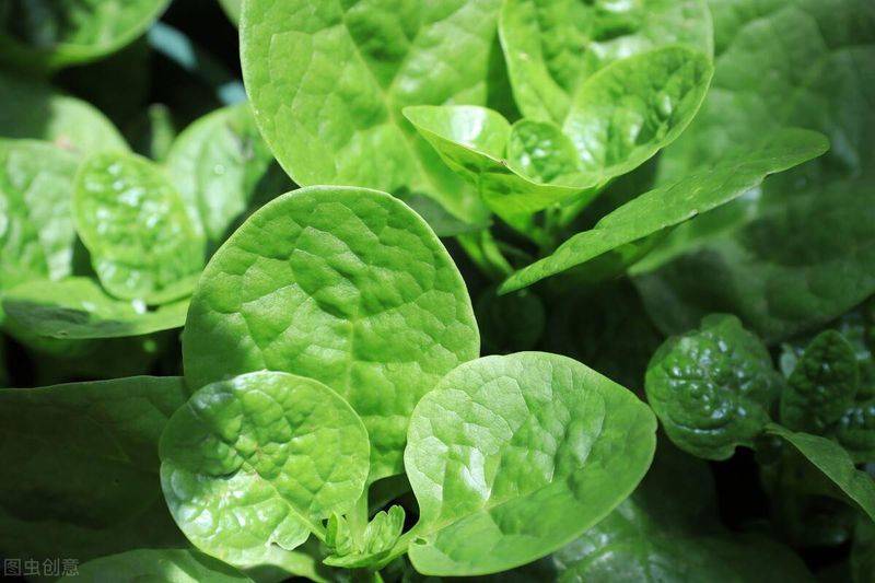 蔬菜的种植方法