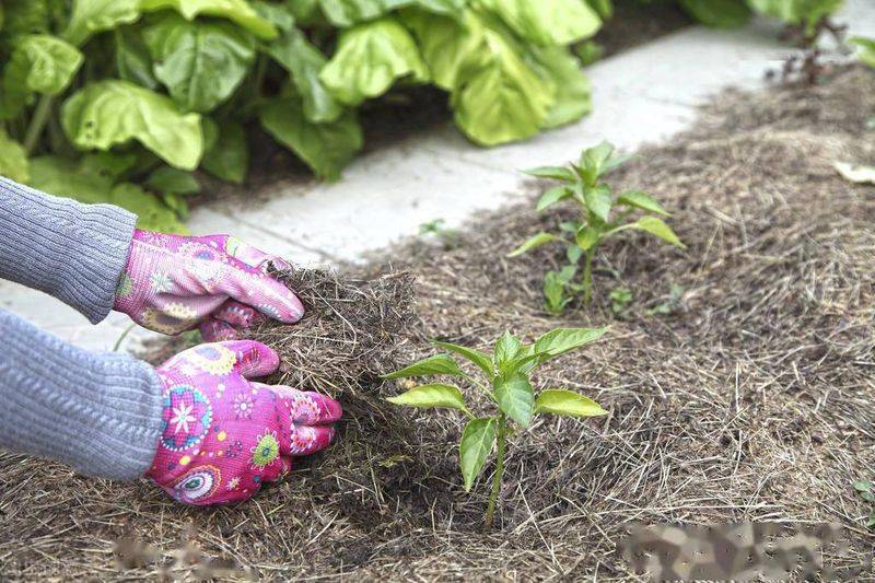 蔬菜的种植方法