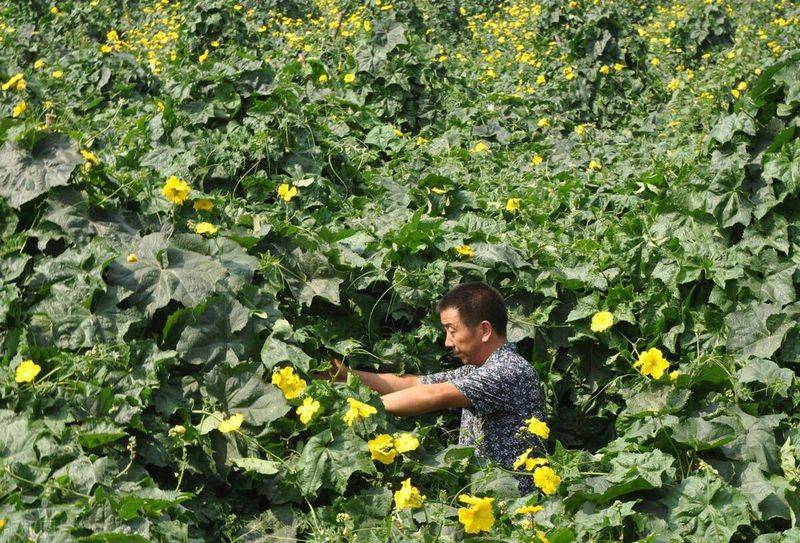 蔬菜的种植方法