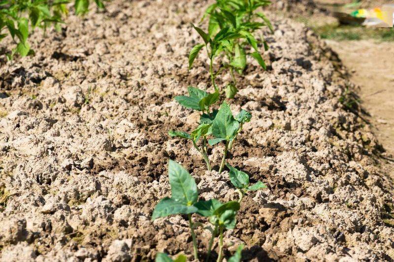 蔬菜的种植方法