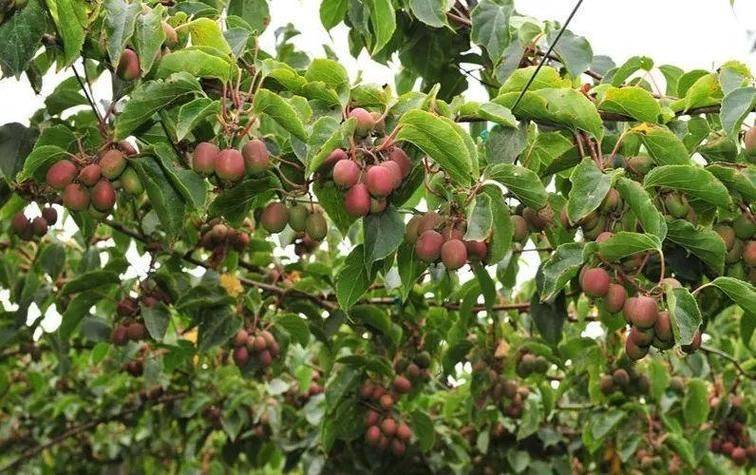 中国最具种植前景水果