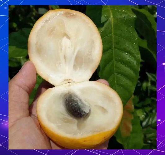 中国最具种植前景水果