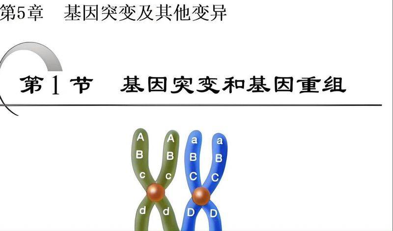 现代生物进化理论 必修二