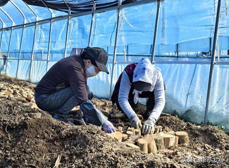 室内天麻的种植技术