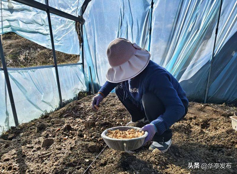 室内天麻的种植技术