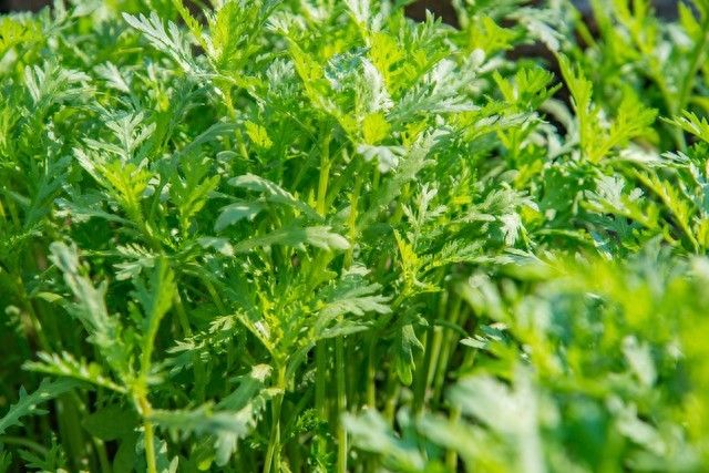 茼蒿菜种植技术