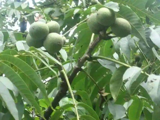 中国最具种植前景水果