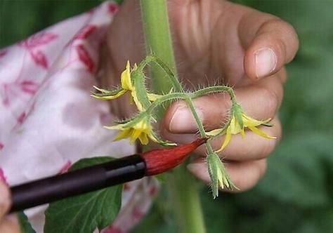 花卉盆栽蔬菜种植技术