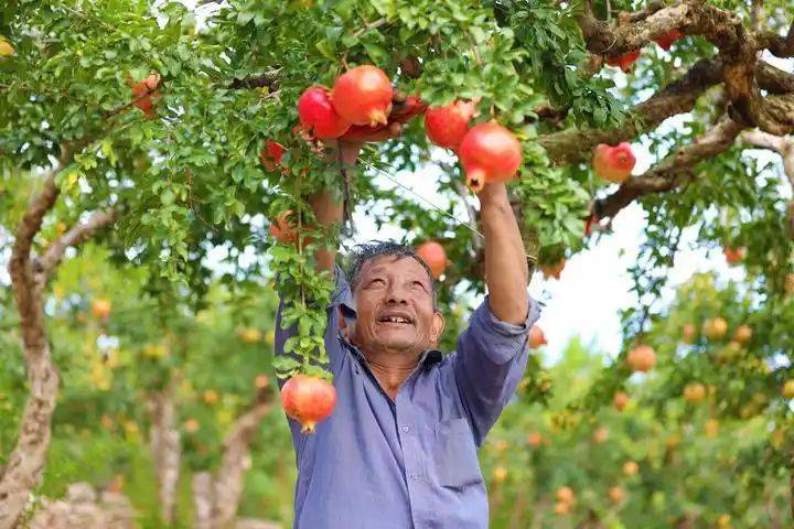 中国最具种植前景水果