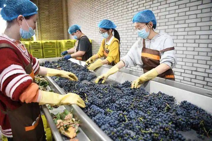 中国最具种植前景水果