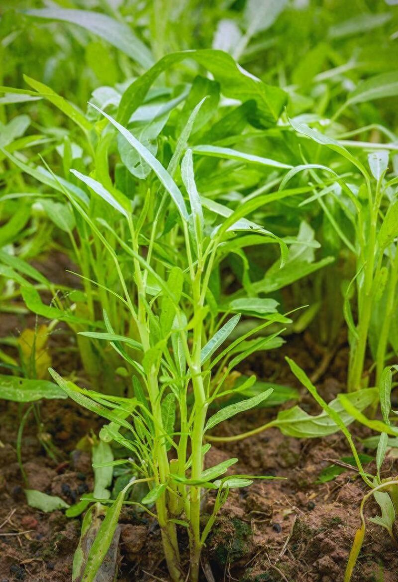 茼蒿菜种植技术