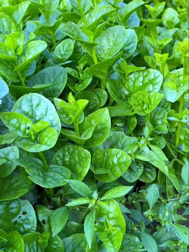 茼蒿菜种植技术