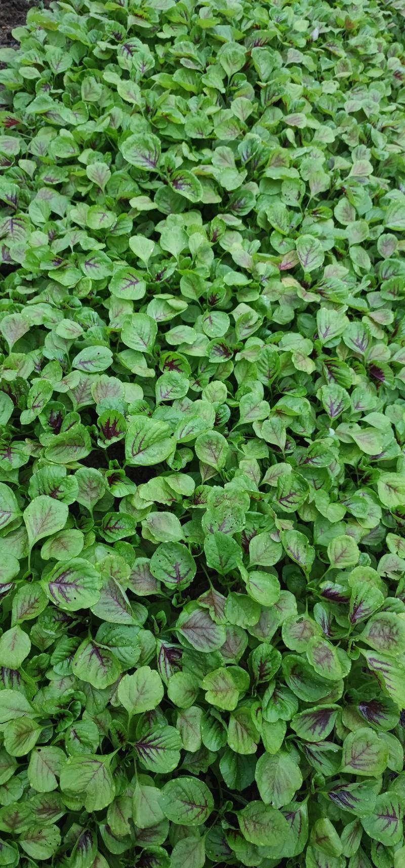 茼蒿菜种植技术